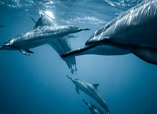 开云体育下载-俯冲西部第10？勇士近8场仅1胜！五连败之后仅领先开拓者0.5胜场